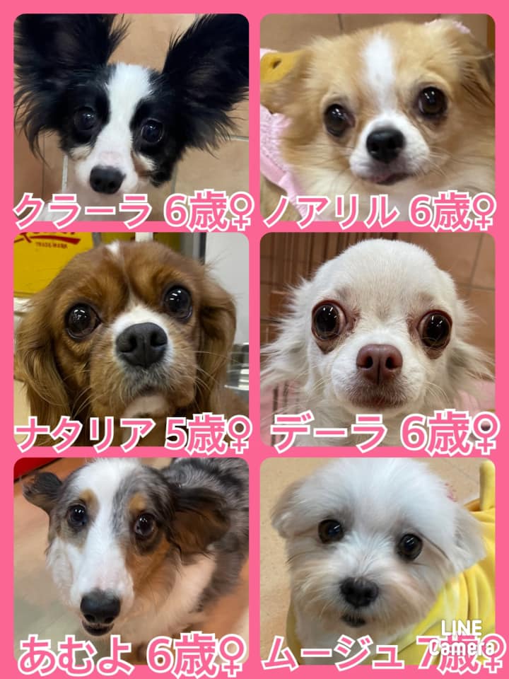 🐾今日の里親様募集中ワンコ🐶メンバーです🐾2021,10,26